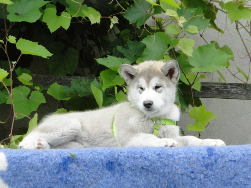 Shira Wolf Huts | Alaskan Malamute 