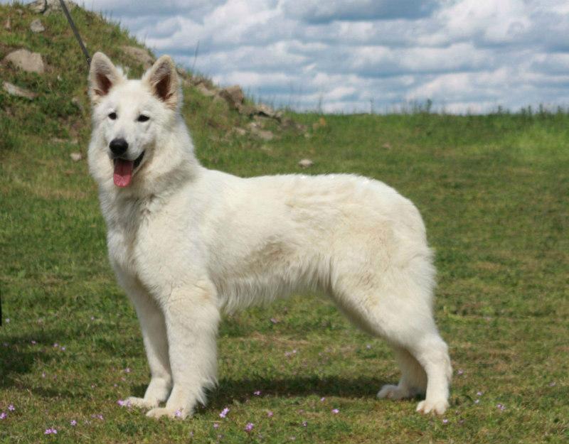 FIELISS POLLIKA PERFETTO | White Swiss Shepherd Dog 