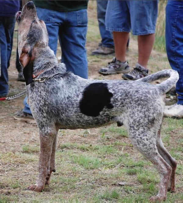 Saltlick's Shenandoah Mountain Music Blue | Bluetick Coonhound 