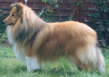 Degallo The Legend | Shetland Sheepdog 