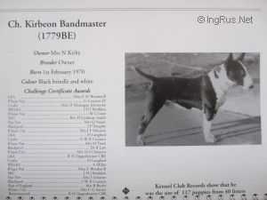 Kirbeon Bandmaster | Miniature Bull Terrier 