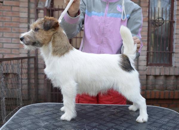 Crazy Diamond Elektra | Jack Russell Terrier 