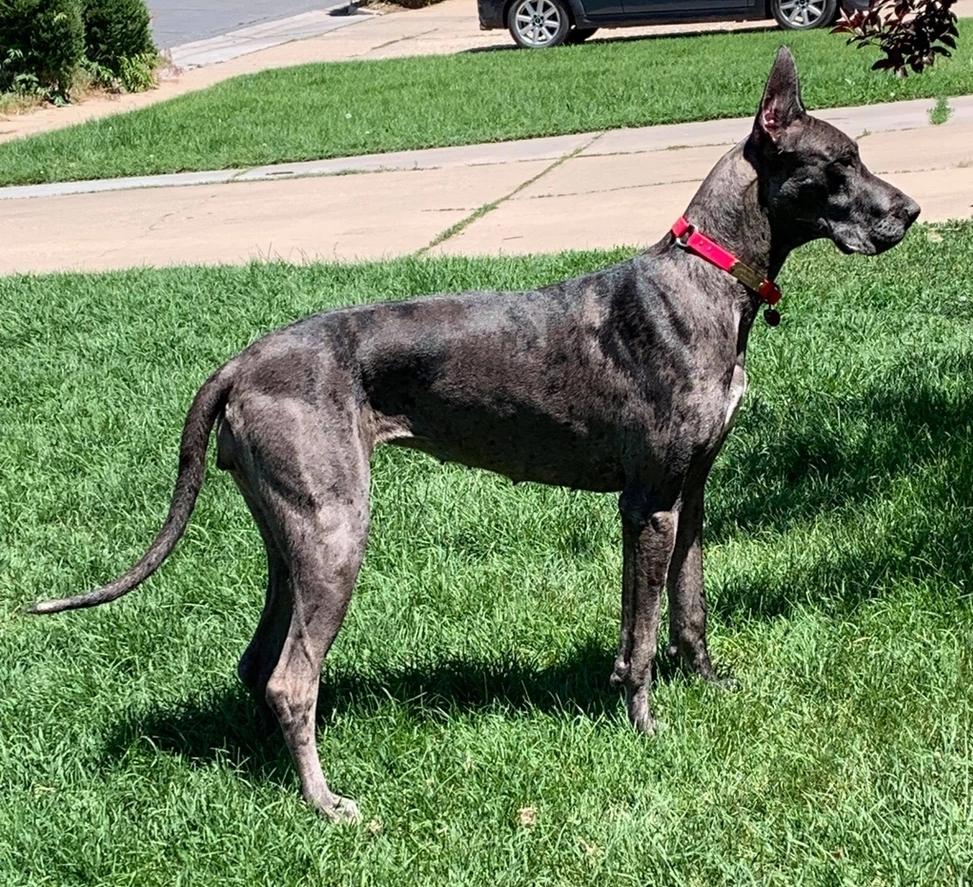 Snowfall's Black Bayonet | Great Dane 