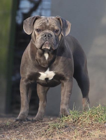 Just Azul | Olde English Bulldogge 