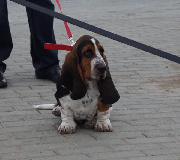 Amelhuk Hillari Fet | Basset Hound 