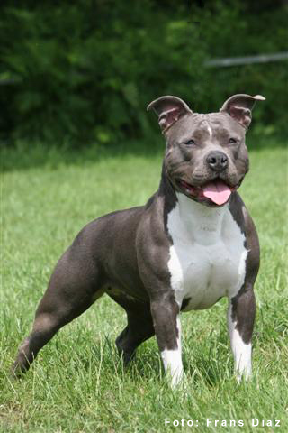 Victory (Kaya) by King Gizmo | American Staffordshire Terrier 