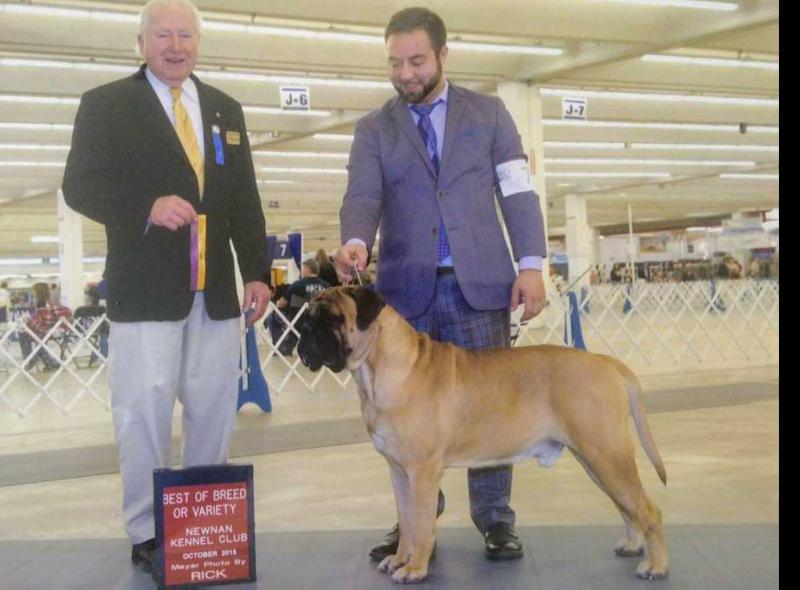 Chato's Okeechobee | Bullmastiff 