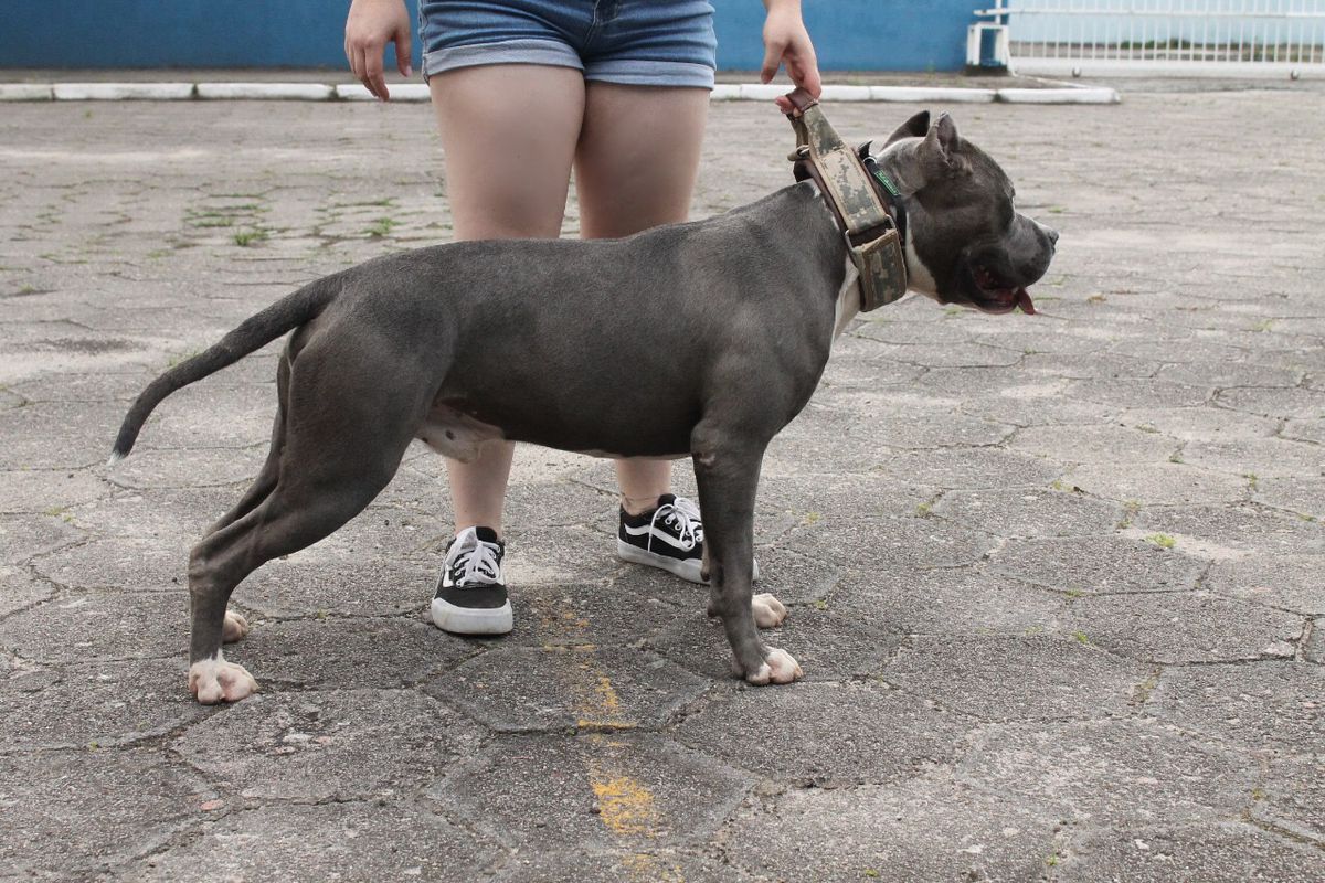 General Origens Bull | American Staffordshire Terrier 