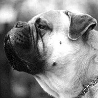 Pitman's Bonaparte | Bullmastiff 