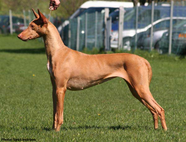 Siphra'S Paint A Rumour | Pharaoh Hound 