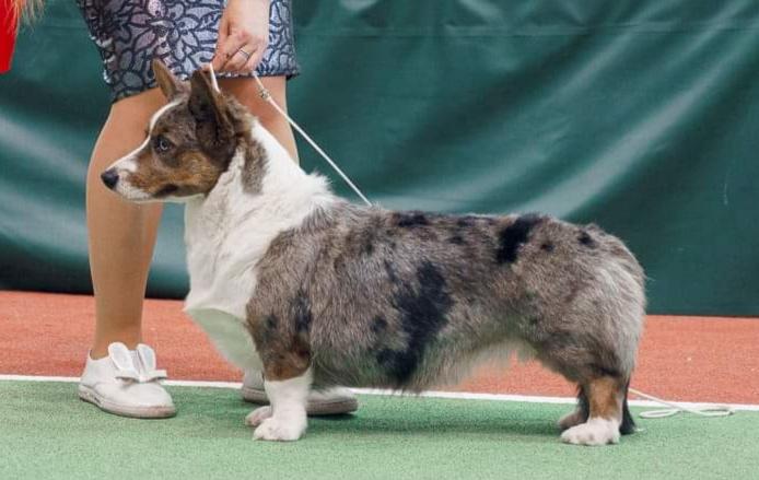 ROYAL HERITAGE NIKOLETTAI | Cardigan Welsh Corgi 