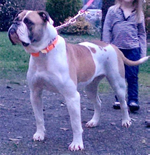 Herzog's Sophia of DDP'S | American Bulldog 