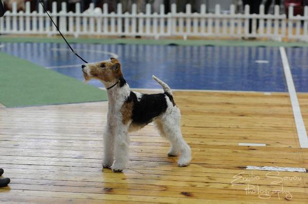 Bora Vom Yahy | Wire Fox Terrier 