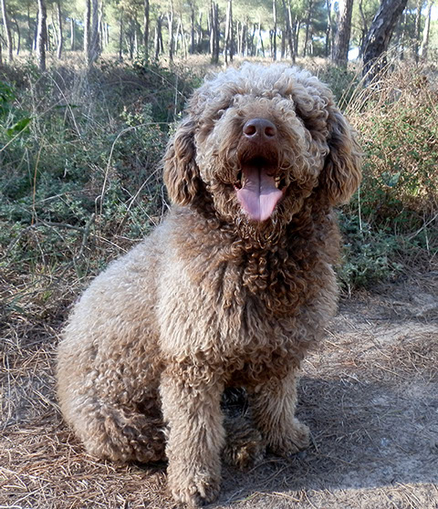 Buba | Spanish Water Dog 