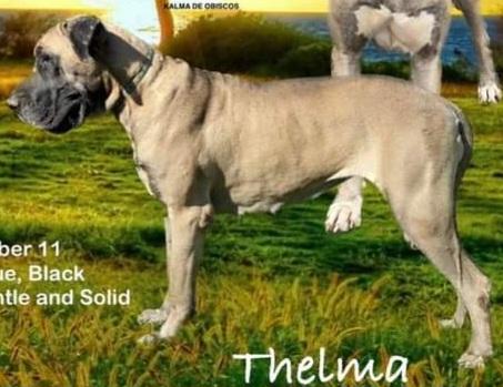 Britt Danes On The Run With Thelma And Louise | Great Dane 
