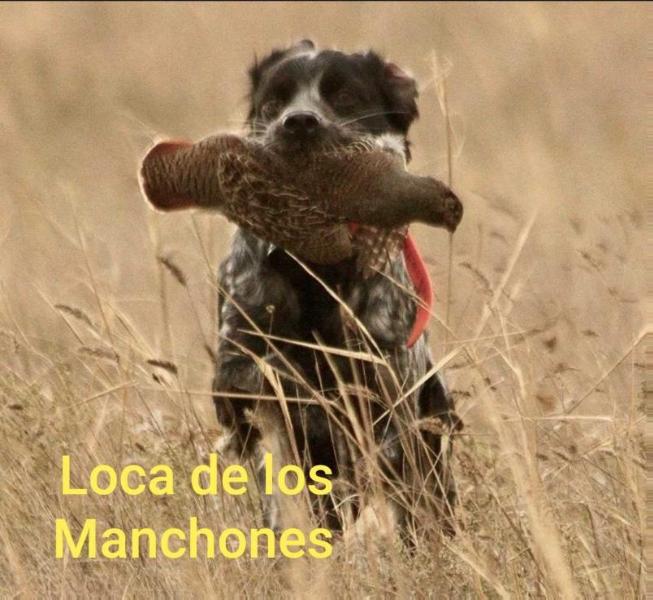 LOCA de los Manchones | Brittany 