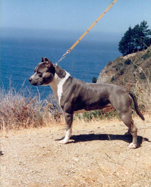 Cruisin' For A Bluisin' | American Staffordshire Terrier 