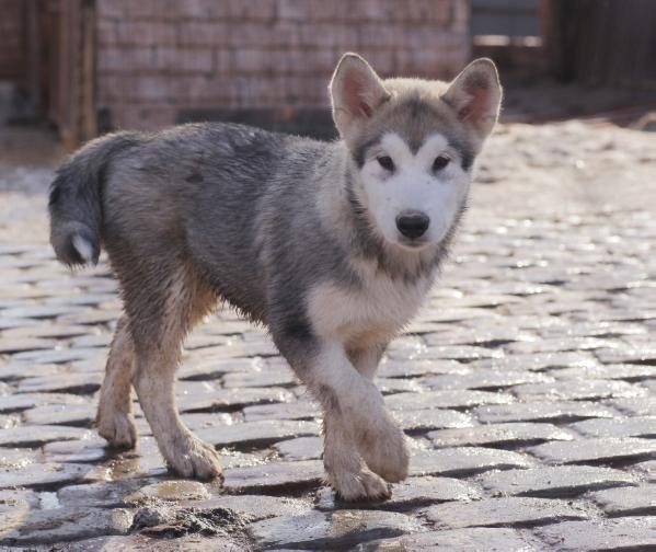 Gold Of Maja Oberlin | Alaskan Malamute 