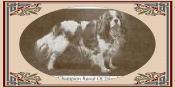 Raoul of Ttiweh | Cavalier King Charles Spaniel 