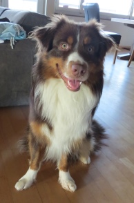 Crazy-River-Eton | Australian Shepherd 