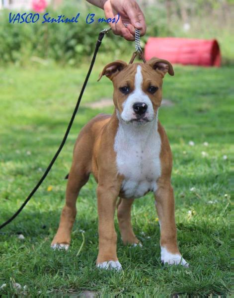 VASCO Sentinel | American Staffordshire Terrier 