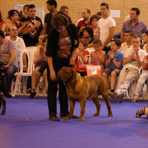 Cachaforlan de Shibarko | Dogue de Bordeaux 