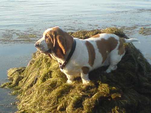 Sharon Moravia Bray | Basset Hound 