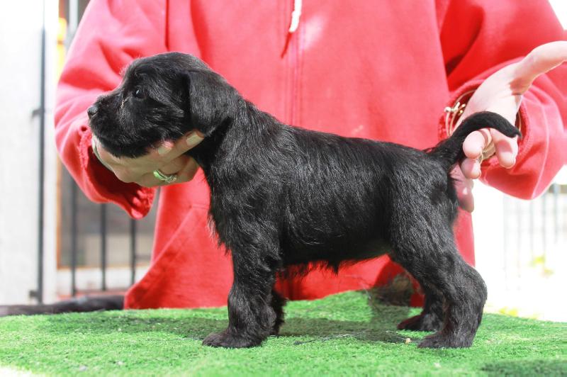 HOSANNA del Pago los Albardines | Miniature Schnauzer 