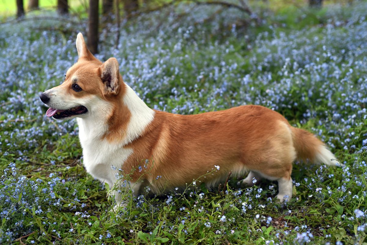 Academia Canis Especially For You | Pembroke Welsh Corgi 