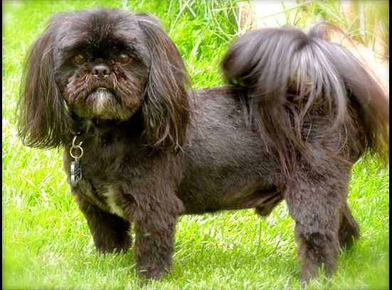 Burns Little Fessick Bear | Shih Tzu 