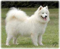 Mystique Midnight Donna of Severnaya-sam | Samoyed 