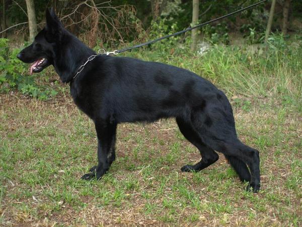 Tequila z Trojmezi | German Shepherd Dog 