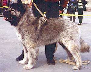 Russkii Medved Druzhina | Caucasian Mountain Dog 