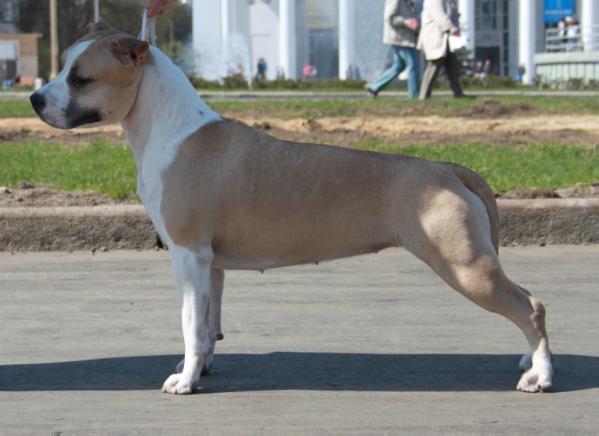 Klimentina s Zelenogo Goroda | American Staffordshire Terrier 