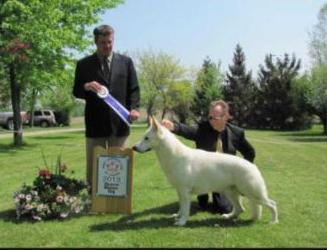 Phenom's Accelerator Sam | White Swiss Shepherd Dog 