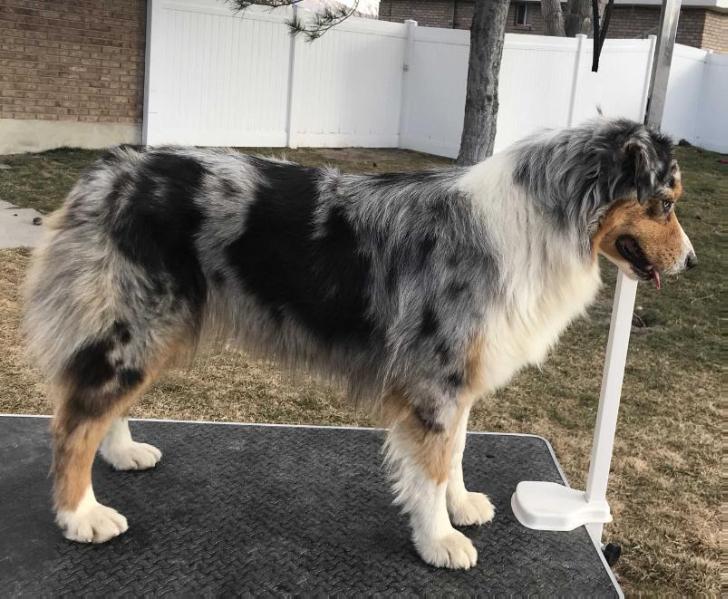 Gemfire's Fools Rush In | Australian Shepherd 