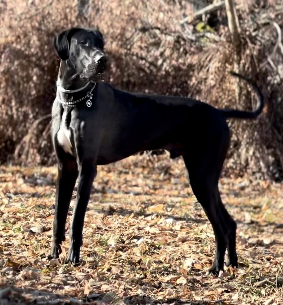 GRANDISONS MY NAMNE IS HEIMDALL | Great Dane 