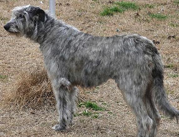Steppin'Wolf's Mrs. Norris | Irish Wolfhound 