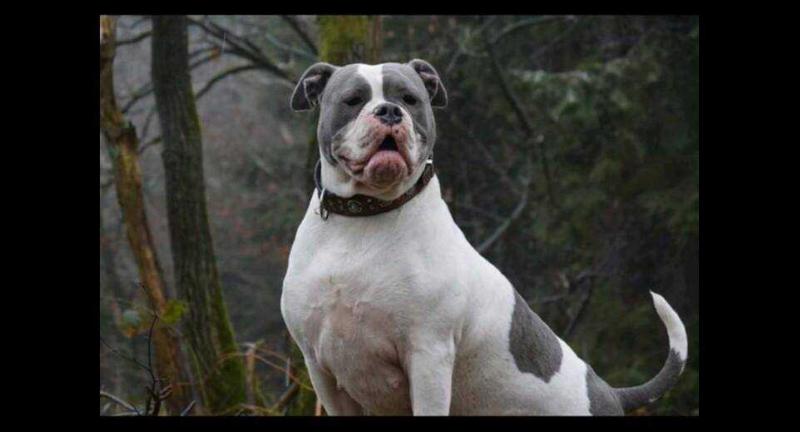 Bullforce Bleu III | Olde English Bulldogge 