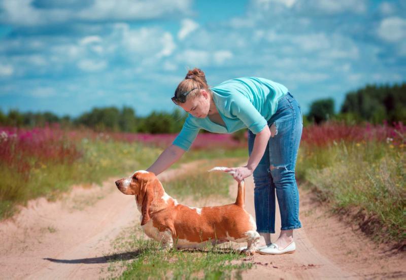 SCHASTLIVAJA ZVEZDA LACOSTE INSPIRATION | Basset Hound 