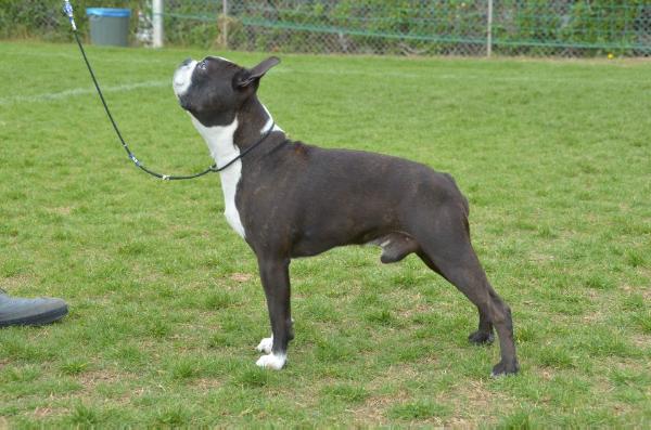 Magicmist Dark Embrace | Boston Terrier 