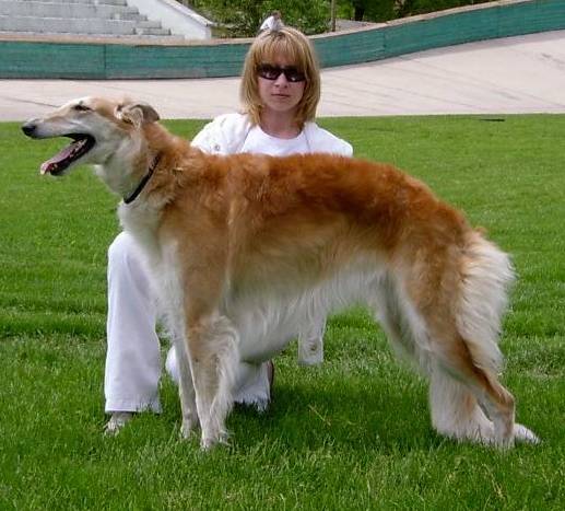 Staier'S Vishenka | Borzoi 