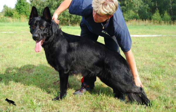 Iago Alfari Bohemia | German Shepherd Dog 