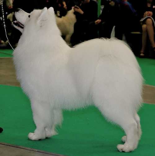 JÄÄHELMEN PRINCE OF SNOW | Samoyed 