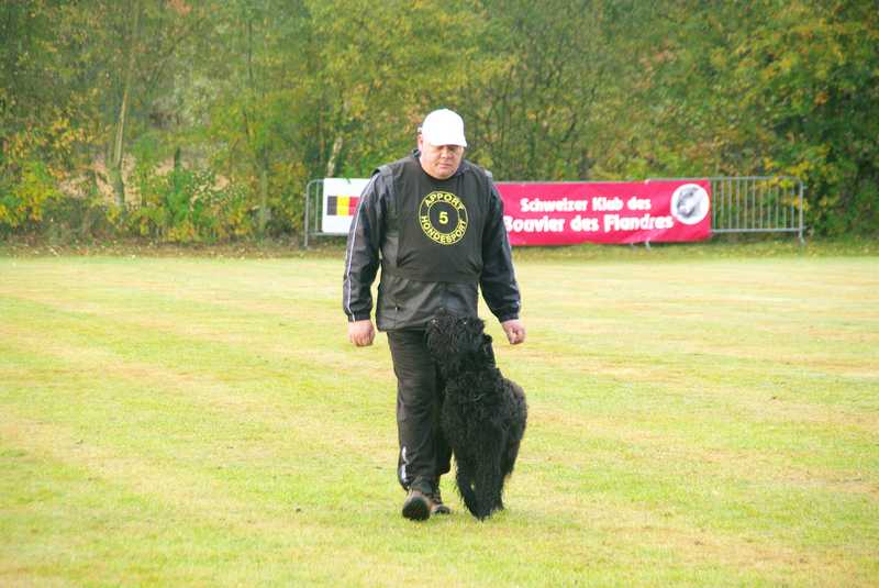 GABBY v d causidicus | Bouvier des Flandres 