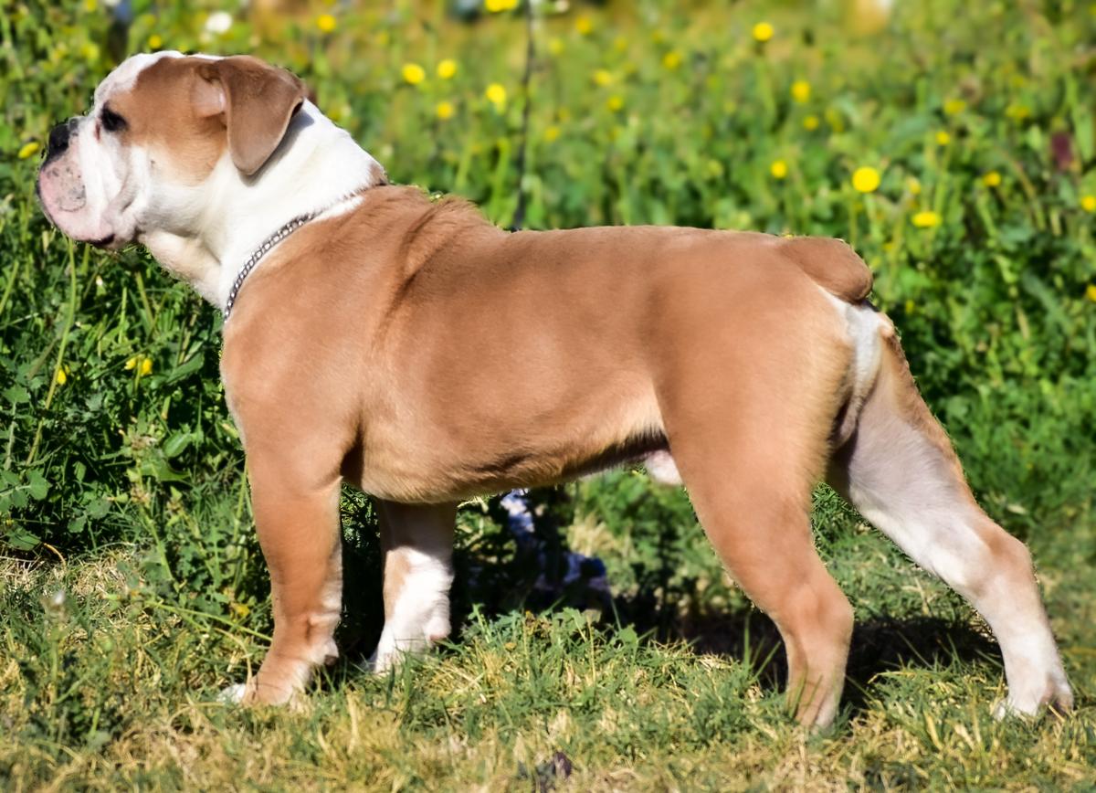 De Los Angeles “Boomer” | Olde English Bulldogge 