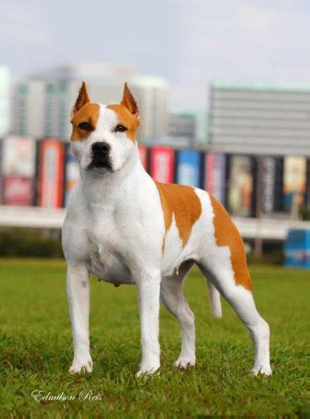 Rhonda Long Step | American Staffordshire Terrier 