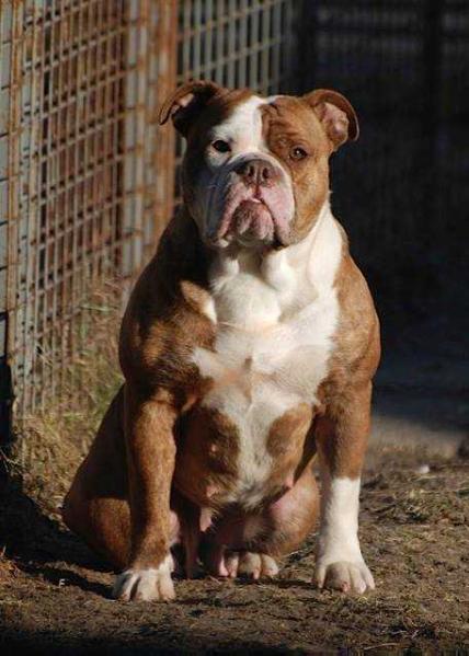 Ostergaard's Coffee | Olde English Bulldogge 