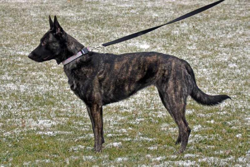 Cher Car's Cara Princess of Chaos | Dutch Shepherd 