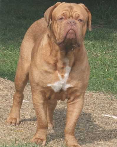 Legend v. den Nijmantinghe | Dogue de Bordeaux 